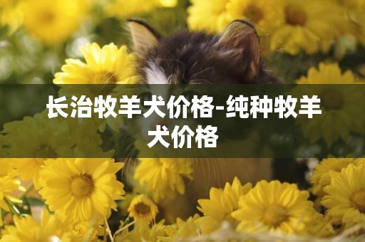 長治牧羊犬價格-純種牧羊犬價格