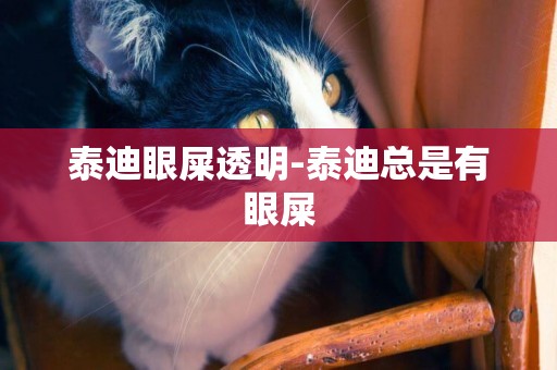 泰迪眼屎透明-泰迪總是有眼屎