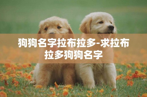 狗狗名字拉布拉多-求拉布拉多狗狗名字