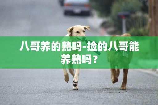 八哥養的熟嗎-撿的八哥能養熟嗎？