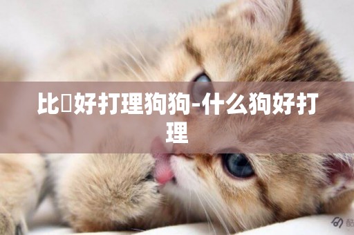 比較好打理狗狗-什么狗好打理
