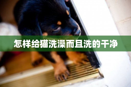 怎樣給貓洗澡而且洗的干凈