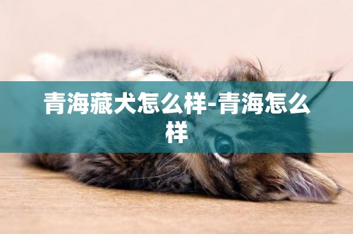 青海藏犬怎么樣-青海怎么樣