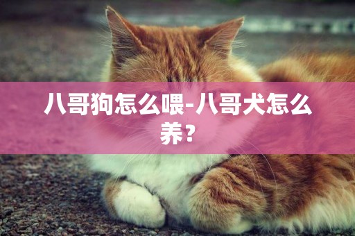 八哥狗怎么喂-八哥犬怎么養？