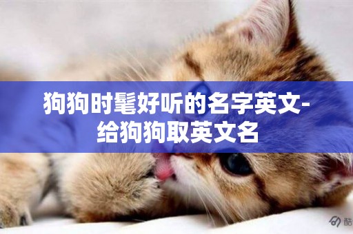 狗狗時髦好聽的名字英文-給狗狗取英文名