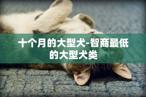 十個月的大型犬-智商最低的大型犬類
