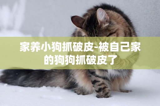 家養小狗抓破皮-被自己家的狗狗抓破皮了