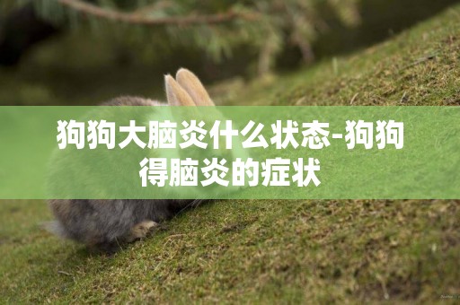 狗狗大腦炎什么狀態-狗狗得腦炎的癥狀