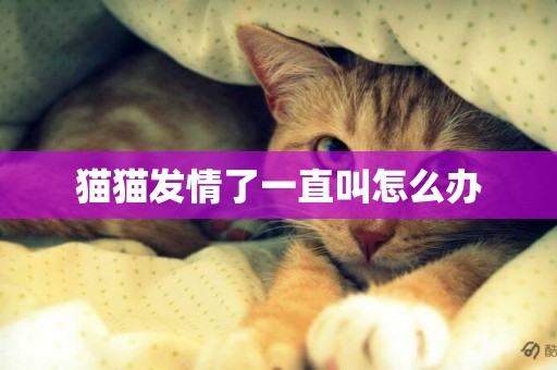 貓貓發情了一直叫怎么辦
