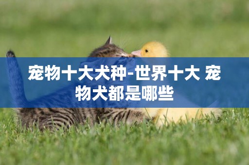 寵物十大犬種-世界十大 寵物犬都是哪些