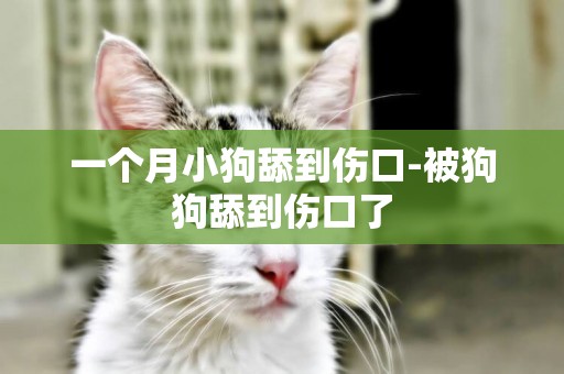 一個月小狗舔到傷口-被狗狗舔到傷口了