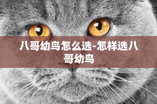 八哥幼鳥怎么選-怎樣選八哥幼鳥