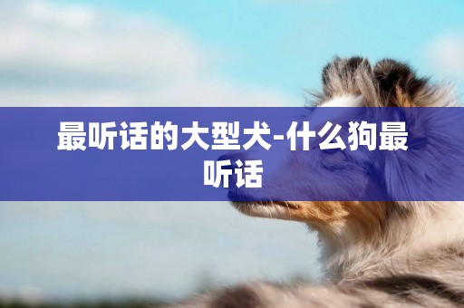 最聽話的大型犬-什么狗最聽話