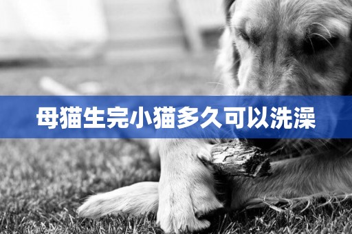 母貓生完小貓多久可以洗澡