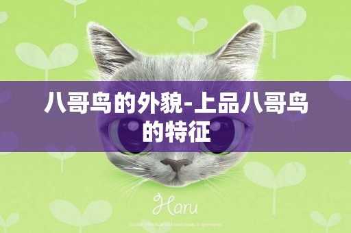 八哥鳥的外貌-上品八哥鳥的特征