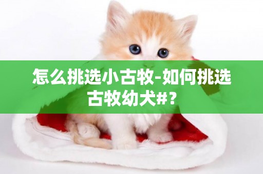 怎么挑選小古牧-如何挑選古牧幼犬#？