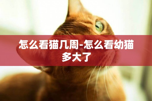 怎么看貓幾周-怎么看幼貓多大了