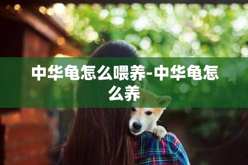 中華龜怎么喂養-中華龜怎么養