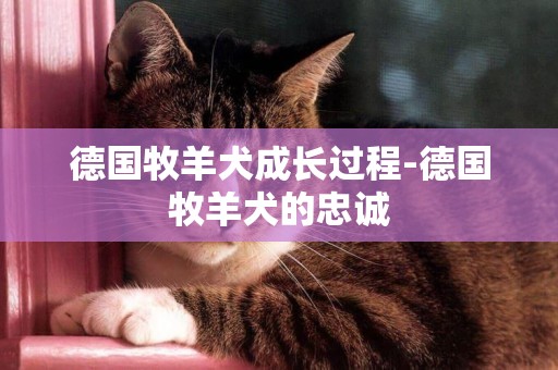 德國牧羊犬成長過程-德國牧羊犬的忠誠