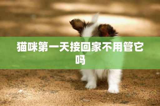 貓咪第一天接回家不用管它嗎