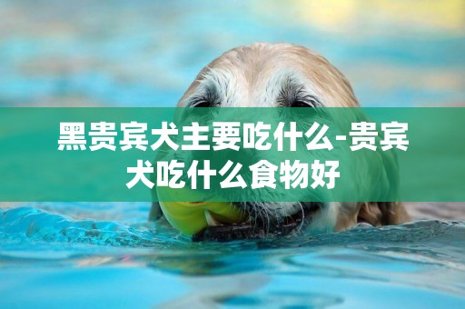 黑貴賓犬主要吃什么-貴賓犬吃什么食物好
