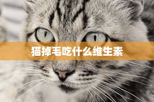 貓掉毛吃什么維生素