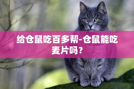 給倉鼠吃百多幫-倉鼠能吃麥片嗎？