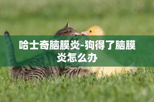 哈士奇腦膜炎-狗得了腦膜炎怎么辦