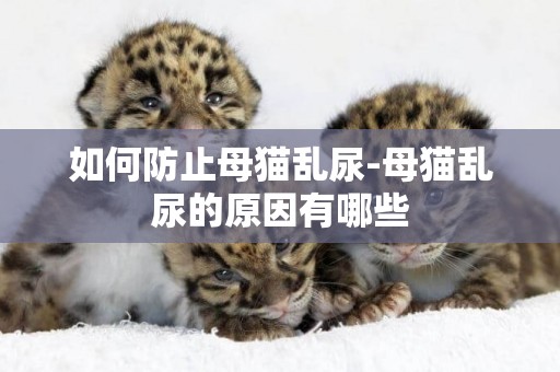 如何防止母貓亂尿-母貓亂尿的原因有哪些