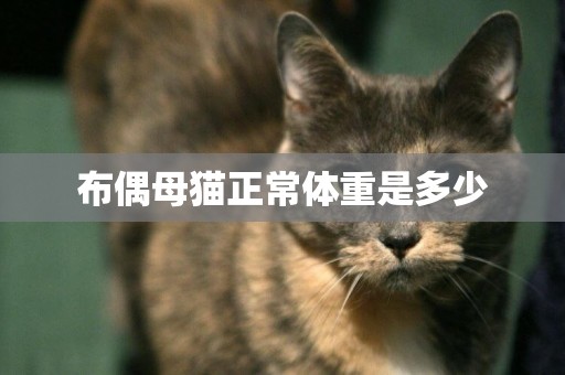 布偶母貓正常體重是多少