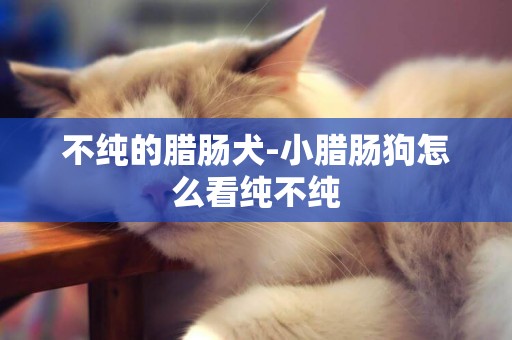 不純的臘腸犬-小臘腸狗怎么看純不純