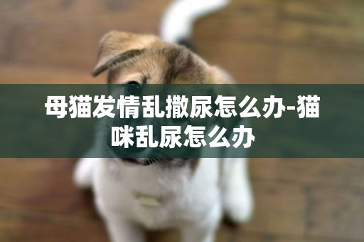 母貓發情亂撒尿怎么辦-貓咪亂尿怎么辦