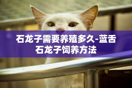 石龍子需要養殖多久-藍舌石龍子飼養方法