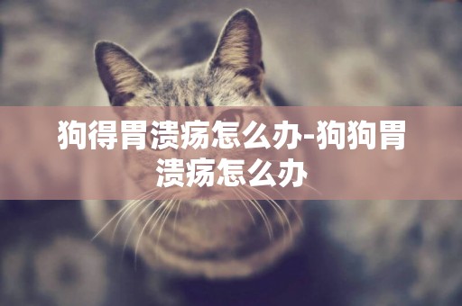 狗得胃潰瘍怎么辦-狗狗胃潰瘍怎么辦