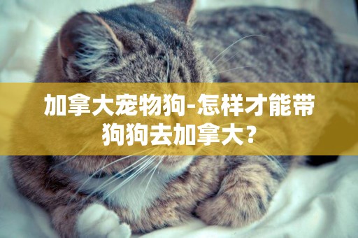 加拿大寵物狗-怎樣才能帶狗狗去加拿大？