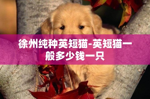 徐州純種英短貓-英短貓一般多少錢一只