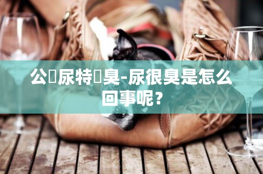 公貓尿特別臭-尿很臭是怎么回事呢？