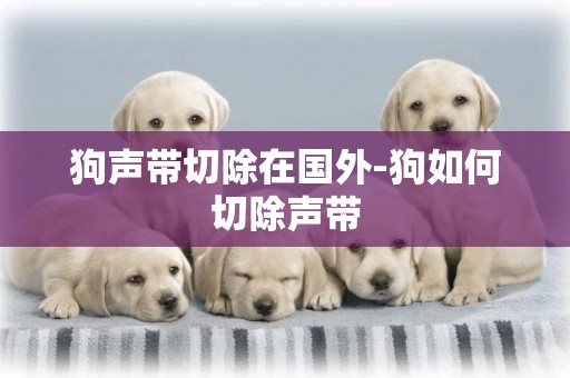 狗聲帶切除在國外-狗如何切除聲帶