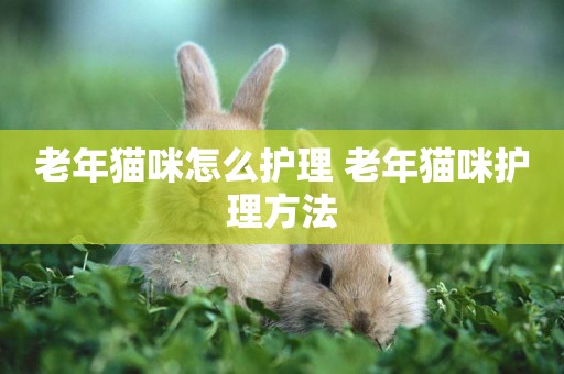 老年貓咪怎么護理 老年貓咪護理方法
