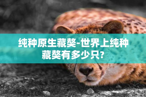 純種原生藏獒-世界上純種藏獒有多少只?