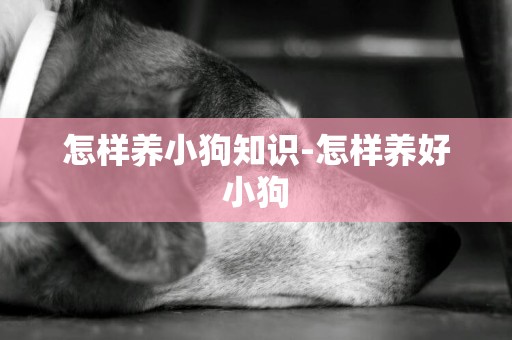怎樣養小狗知識-怎樣養好小狗
