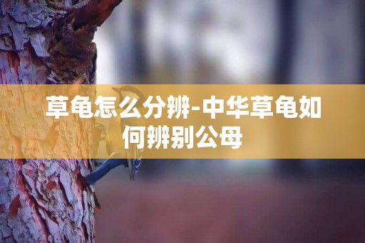 草龜怎么分辨-中華草龜如何辨別公母