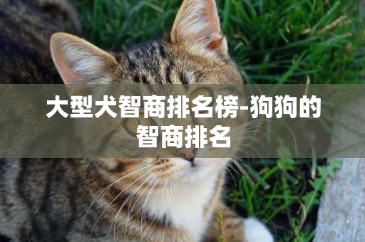 大型犬智商排名榜-狗狗的智商排名