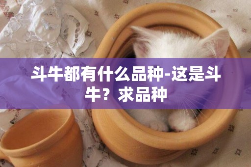 斗牛都有什么品種-這是斗牛？求品種