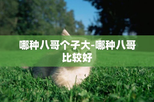 哪種八哥個子大-哪種八哥比較好