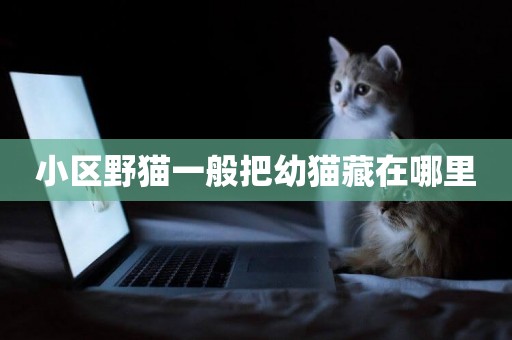 小區野貓一般把幼貓藏在哪里