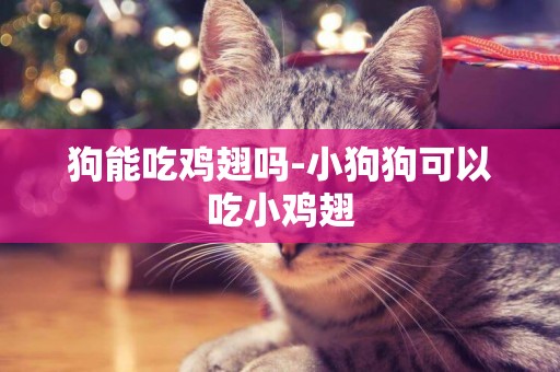 狗能吃雞翅嗎-小狗狗可以吃小雞翅