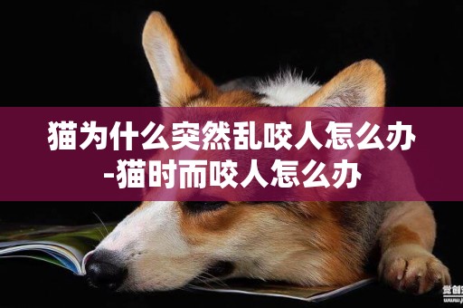 貓為什么突然亂咬人怎么辦-貓時而咬人怎么辦