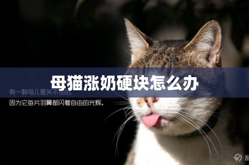 母貓漲奶硬塊怎么辦