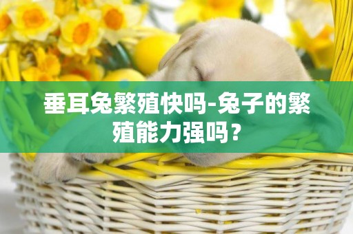 垂耳兔繁殖快嗎-兔子的繁殖能力強嗎？